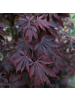 NatureNest Acer palmatum Black Lace Ahornpflanze in Rot Topf 19 cm Höhe 50 cm