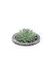 NatureNest 1 Sukkulente Echeveria Pulidonis in Beton Topf 12 bis 14 cm Höhe 5 cm