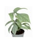 MeinVIPShop Monstera Amydrium Medium 1er zimmerpflanze