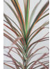 OH2 2er-Set: Dracaena Bicolor in Grün