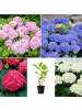 GARDENZO 4er-Set: Hortensie (Hydrangea macrophylla) in Bunt