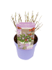 NatureNest Buddleja Butterfly Candy Little Lila Pflanzen in Lila
