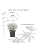 NatureNest Set mit 3 Silberstrauchpflanzen Calocephalus