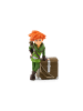 tonies Robin Hood - Schlitzohr in Sherwood-11000935