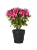 Beliani Kunstpflanze NOVELLA in Grün/Rosa/Schwarz - (W) 23 x (H) 36 x (L) 23 cm