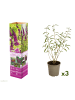 GARDENZO 3er-Set: Schmetterlingspflanzen Davidii in Purpurrot