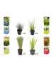 GARDENZO 8er-Set: Ziergräser in Bunt