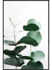 Juniqe Poster in Kunststoffrahmen "Eucalyptus 5" in Grün & Weiß