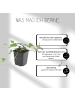NatureNest 3 Efeu Pflanzen  Hedera helix 'Glacier' 