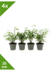 GARDENZO 4er-Set: Fargesia (Schrimbambus) Medium nicht wuchernd