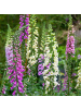 NatureNest 3er: Set Digitalis purpurea Pflanzen in Lila