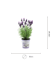 NatureNest 2 Lavandula stoechas Anouk Lavendelpflanzen im Ziertopf in Lila