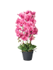 Beliani Kunstpflanze ORCHID in Grün/Rosa - (W) 35 x (H) 65 x (L) 35 cm
