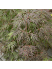 NatureNest Acer palmatum Cascade Crimson Ahorn Hochstamm in Rot Topf 19 cm Höhe 70 cm