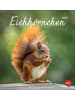 Heye Kalender Kalender - Eichhörnchen Postkartenkalender 2026