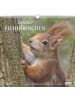 DuMont Kalenderverlag Kalender - DUMONT - Geliebte Eichhörnchen 2026 - Wandkalender 38×36