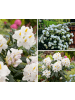 GARDENZO 6er-Set: Rhododendron 'Cunningham's White' in Weiß