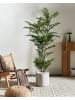 Beliani Kunstpflanze PALM TREE in Grün/Schwarz - (W) 63 x (H) 180 x (L) 63 cm