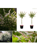 GARDENZO 2er-Set: Salix integra "Flamingo" auf Stamm in Rosa
