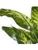 Beliani Kunstpflanze DIEFFENBACHIA in Grün/Schwarz - (W) 16 x (H) 122 x (L) 16 cm