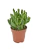 MeinVIPShop 2 x Sukulente Crassula Hobbit 