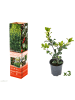 GARDENZO 3er-Set: Ilex meserveae 'Blue Maid'
