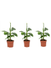 MeinVIPShop Zierbanane Musa Tropicana 3er Set