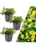 NatureNest 3 Goldbeere pflanzen  Waldsteinia ternata