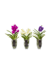 MeinVIPShop Echte blühende Orchidee Vanda pink in Vase