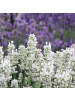 NatureNest 12 weiße Lavendelpflanzen - Lavendel angustifolia Edelweiss