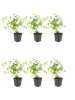 NatureNest Bleiwurz Set 6 Ceratostigma plumbaginoides winterhart