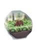 Clementoni Tiere Bear Mini-Terrarium Clementoni