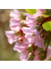 NatureNest 3er: Set Bergenia cordifolia Pflanzen in Rosa