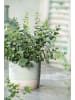 GARDENZO Eucalyptus gunnii 'Azura' 30-50cm