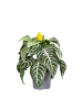 MeinVIPShop Zebrapflanze Aphelandra squarrosa Dania 35 cm