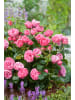 GARDENZO 3er-Set: Großblütige Rosen in Rosa