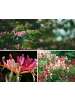 GARDENZO 6er-Set: Lonicera periclymenum in Bunt