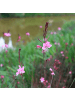NatureNest 3er: Set Gaura lindheimeri Siskiyou Pink Pflanzen in Rosa