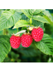 NatureNest Himbeeren Set 3 Rubus idaeus bio