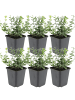 NatureNest 6 Euonymus Emerald n Gaiety Pflanzen in Grün Topf 9 cm Höhe 15 cm