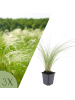 NatureNest 3er Stipa tenuissima Ponytails Pflanzen in Grün