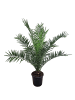 MeinVIPShop Phoenix canariensis Dattelpalme 