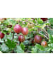 GARDENZO Obstmix 50-60cm 2L Topf