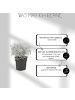 NatureNest Set mit 3 Silberstrauchpflanzen Calocephalus