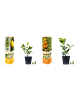 GARDENZO 4er-Set: Pflanzen Citrus Mix in Bunt