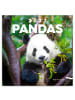 NOTIQUE Wandkalender 2027 mit 6-sprachigem Kalendarium in Pandas - 30 x 30 cm