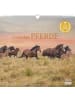 DuMont Kalenderverlag Kalender - DUMONT - Geliebte Pferde 2026 - Wandkalender 38 x 36 cm - Pferdefoto