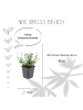NatureNest 6 Bunte Kardinalspitze pflanzen  Euonymus 'Emerald 'n Gaity' 