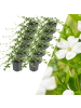 NatureNest 12 Weiße Immergrün pflanzen  Vinca minor 'Alba'  
