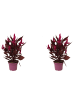 MeinVIPShop Celosia Mystic Shades 2er Set Zimmerpflanze